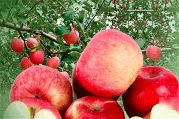 新鲜果巢水果超市